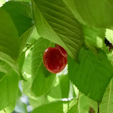 Orchard Garden ヴィラ