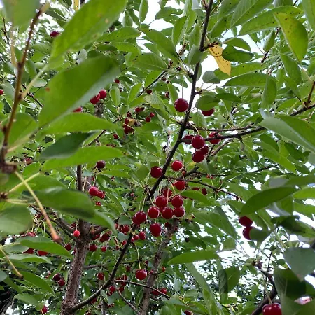 ヴィラ Orchard Garden